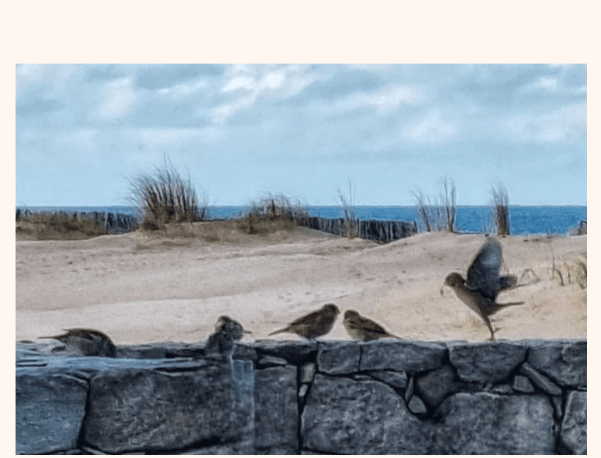 Pajarita bailarina – Trixy Iavista Ilanos