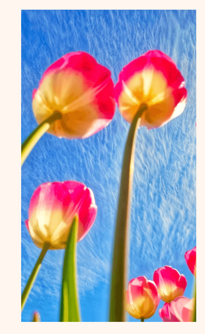 Tulipanes – Alejandra Prat